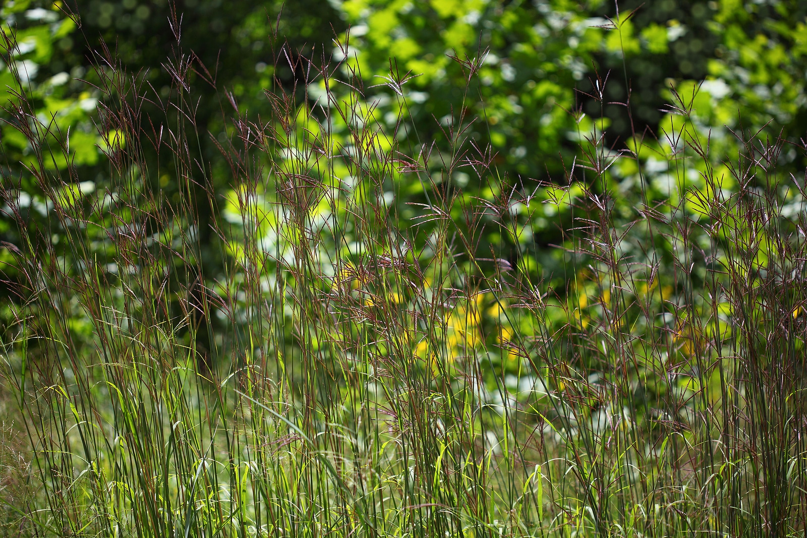 Crabgrass control