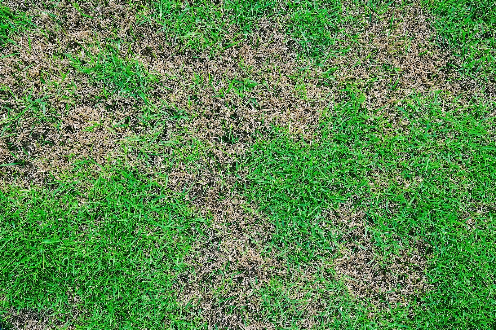 How Long Does Lawn Overseeding Take to Fix a Patchy Lawn?