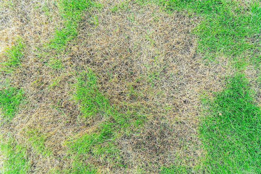 Lawn disease treatment