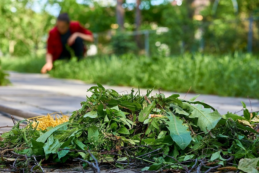Yard cleanup